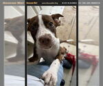 Small American Pit Bull Terrier-Labrador Retriever Mix