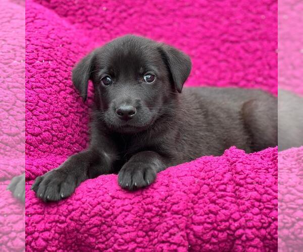 Medium Photo #6 Labrador Retriever-Unknown Mix Puppy For Sale in San Diego, CA, USA