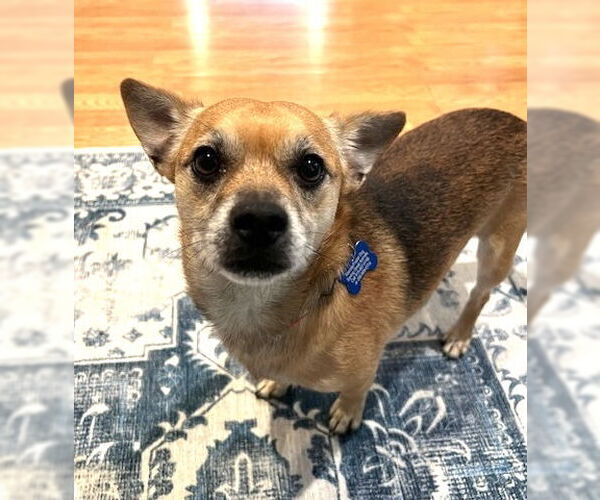 Medium Photo #4 Chihuahua-Unknown Mix Puppy For Sale in Bellevue, WA, USA