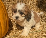 Puppy Macy Zuchon