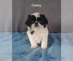 Small Shih Tzu