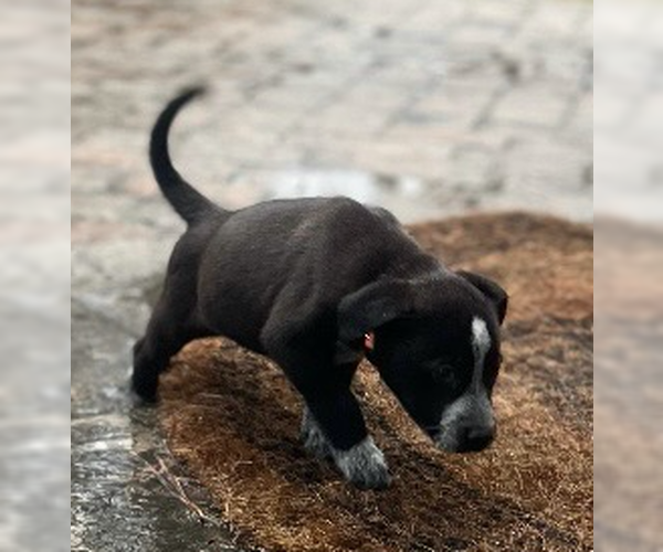 Medium Photo #3 Labrador Retriever-Unknown Mix Puppy For Sale in Decatur, GA, USA