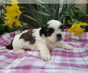 Shih Tzu Puppy for sale in SHILOH, OH, USA