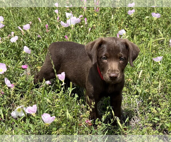 Medium Photo #1 Labrador Retriever-Unknown Mix Puppy For Sale in Fort Worth, TX, USA