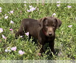 Small Labrador Retriever Mix