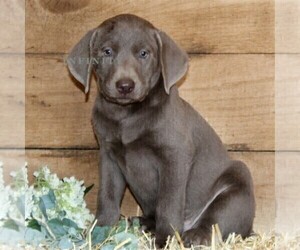 Labrador Retriever Puppy for sale in STEWARTSTOWN, PA, USA