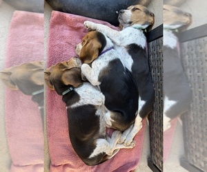 Beagle Litter for sale in COLORADO SPRINGS, CO, USA