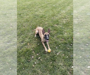 Belgian Malinois Puppy for sale in CHICAGO, IL, USA