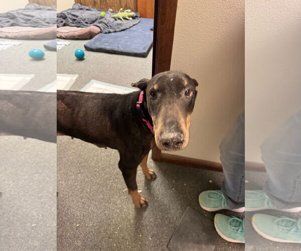 Medium Photo #4 Doberman Pinscher Puppy For Sale in Buffalo, MN, USA