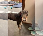 Small #3 Doberman Pinscher