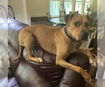 Small Photo #4 American Pit Bull Terrier-Rhodesian Ridgeback Mix Puppy For Sale in Spotsylvania, VA, USA