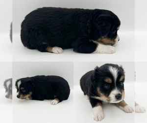 Miniature Australian Shepherd Puppy for sale in BROOKER, FL, USA