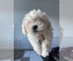 Small Photo #3 Zuchon Puppy For Sale in RAINBOW, CA, USA