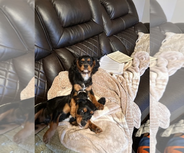 Medium Photo #9 Cavalier King Charles Spaniel Puppy For Sale in MAYSVILLE, WV, USA
