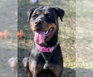 Rottweiler Dogs for adoption in Mooresville, NC, USA