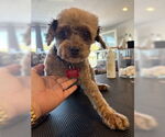 Small #4 Poodle (Miniature) Mix