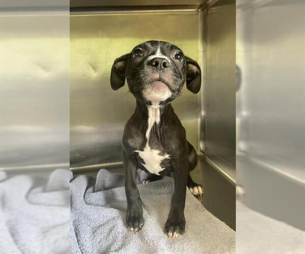 Medium Photo #2 Boxer-Unknown Mix Puppy For Sale in Rosenberg, TX, USA