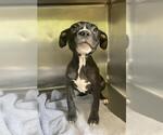 Small #1 Boxer Mix