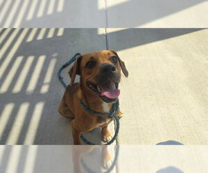 Black Mouth Cur-Unknown Mix Dogs for adoption in Pueblo, CO, USA