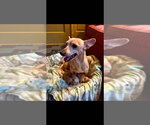 Small #1 Chihuahua Mix