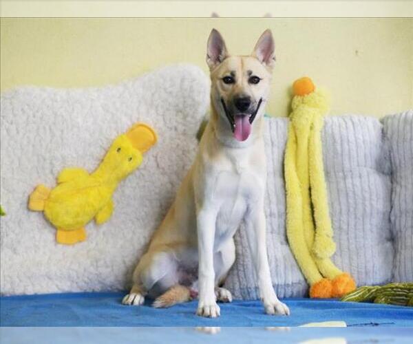 Medium Photo #1 German Shepherd Dog-Unknown Mix Puppy For Sale in Tavares, FL, USA