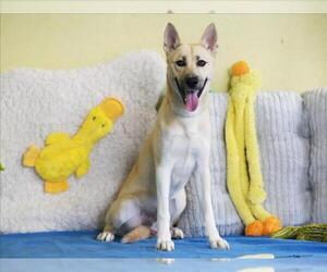 German Shepherd Dog-Unknown Mix Dogs for adoption in Tavares, FL, USA