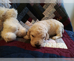 Small Photo #11 Goldendoodle Puppy For Sale in PELHAM, NH, USA