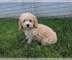 Poochon Puppy for sale in FREDERICKSBURG, OH, USA