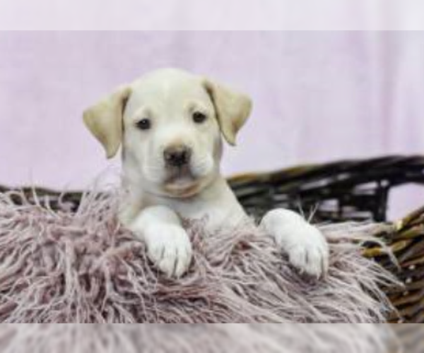 Medium Photo #3 Labrador Retriever-Unknown Mix Puppy For Sale in Sanford, FL, USA