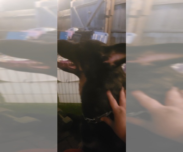 Medium Photo #5 German Shepherd Dog Puppy For Sale in AKRON, OH, USA