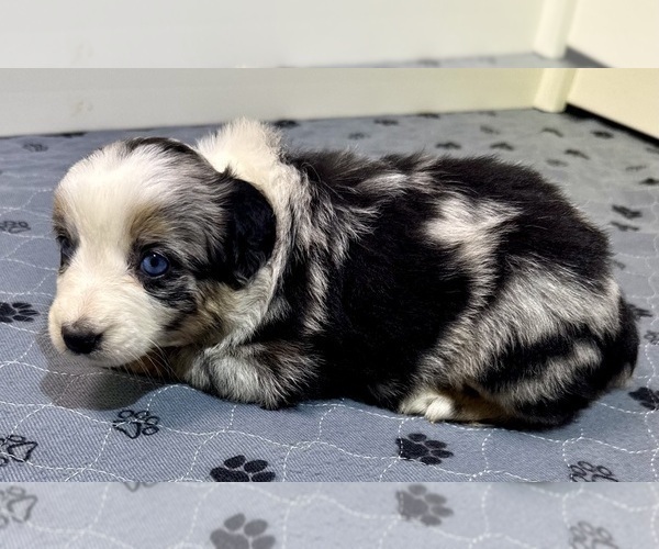 Medium Photo #63 Miniature Australian Shepherd Puppy For Sale in SALISBURY, NC, USA