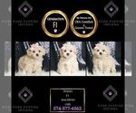 Puppy PERSIA F1 Maltipoo