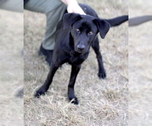 Labrador Retriever-Unknown Mix Dogs for adoption in Oak Bluffs, MA, USA