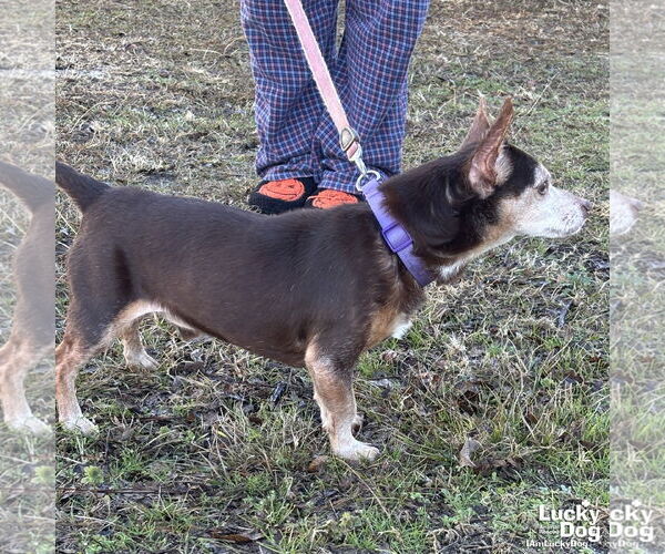 Medium Photo #2 Chiweenie Puppy For Sale in Washington, DC, USA