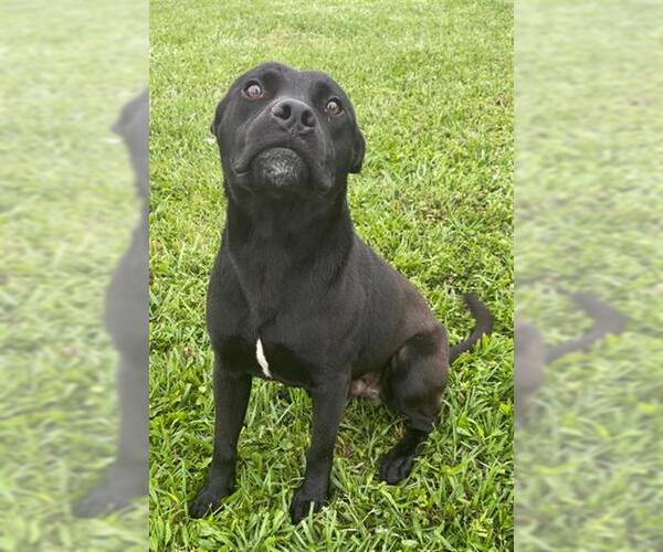Medium Photo #1 Staffordshire Bull Terrier Puppy For Sale in Rosenberg, TX, USA