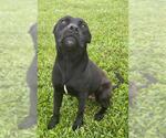 Small Staffordshire Bull Terrier
