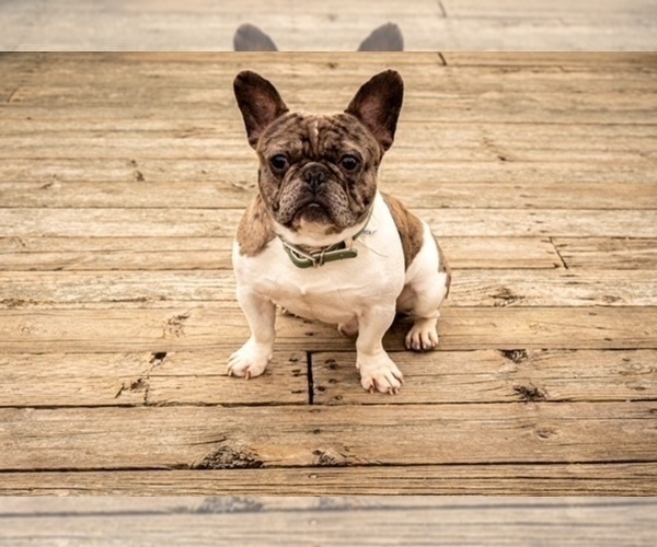 Medium Photo #1 Faux Frenchbo Bulldog Puppy For Sale in BREMERTON, WA, USA