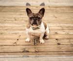 Small Photo #1 Faux Frenchbo Bulldog Puppy For Sale in BREMERTON, WA, USA