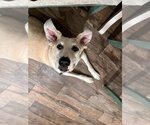 Small #17 Great Dane-Labrador Retriever Mix