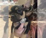 Small Photo #5 Frenchie Pug Puppy For Sale in FILLMORE, CA, USA