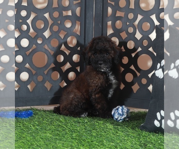 Medium Photo #3 Poodle (Miniature) Puppy For Sale in MOUNT VERNON, OH, USA