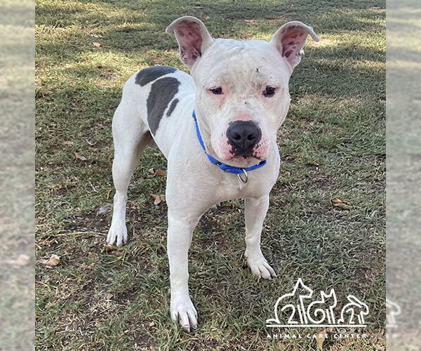 Medium Photo #1 American Pit Bull Terrier Puppy For Sale in Irvine, CA, USA