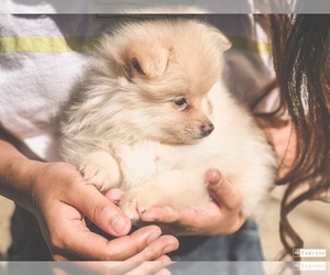 Pomeranian Puppy for sale in CHARLOTTE, NC, USA