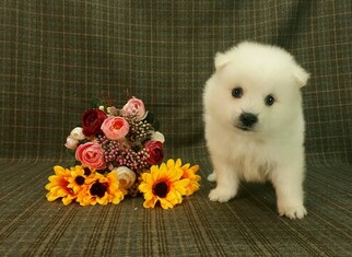 Japanese Spitz Puppy for sale in NEW YORK, NY, USA