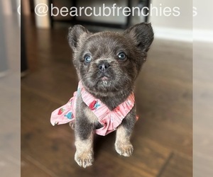 Medium French Bulldog