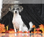 Image preview for Ad Listing. Nickname: Murphy