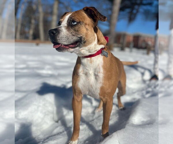Medium Photo #13 Boxer-Unknown Mix Puppy For Sale in Boston, MA, USA