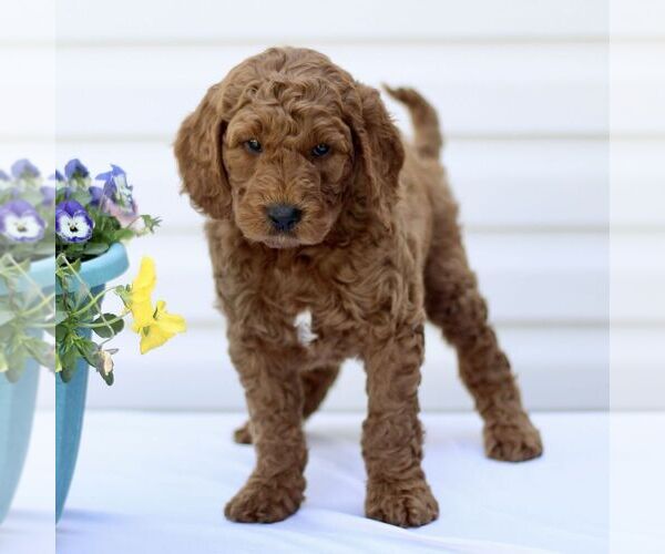 Medium Photo #3 Goldendoodle (Miniature) Puppy For Sale in RONKS, PA, USA