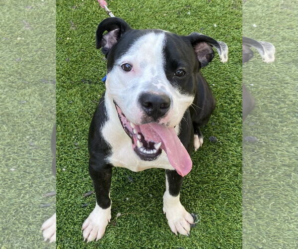 Medium Photo #4 American Bulldog Puppy For Sale in Mooresville, NC, USA