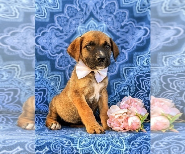 Medium Photo #6 Boerboel Puppy For Sale in OXFORD, PA, USA